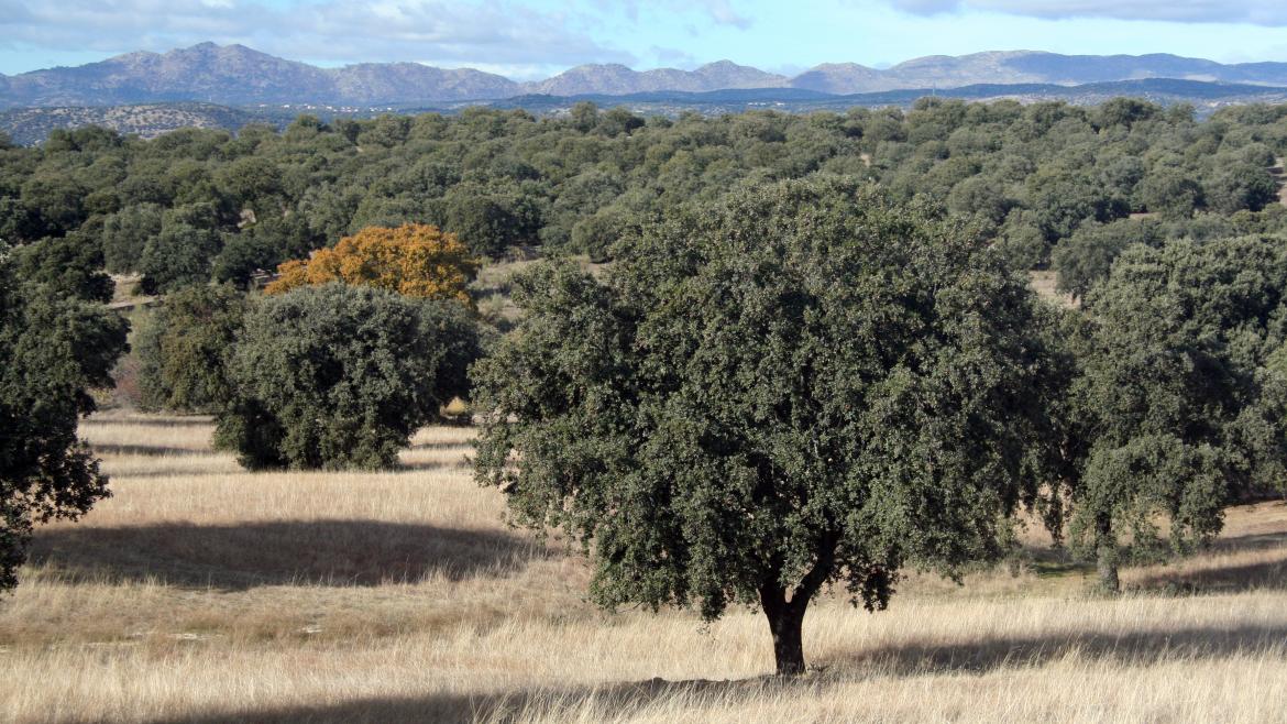 Dehesa cerca de Quijorna