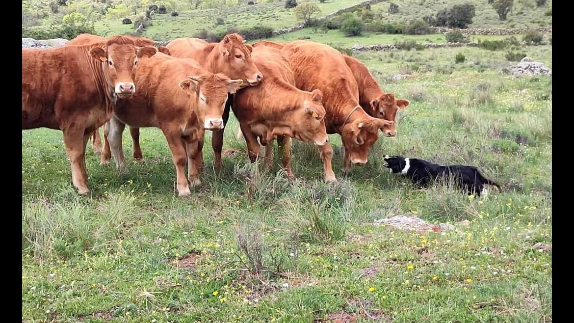 Perro guiando a ganado