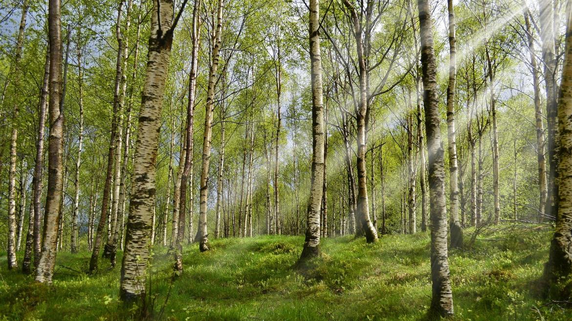 troncos de un bosque de abedules en primavera permitiendo el paso de un haz de luz del sol