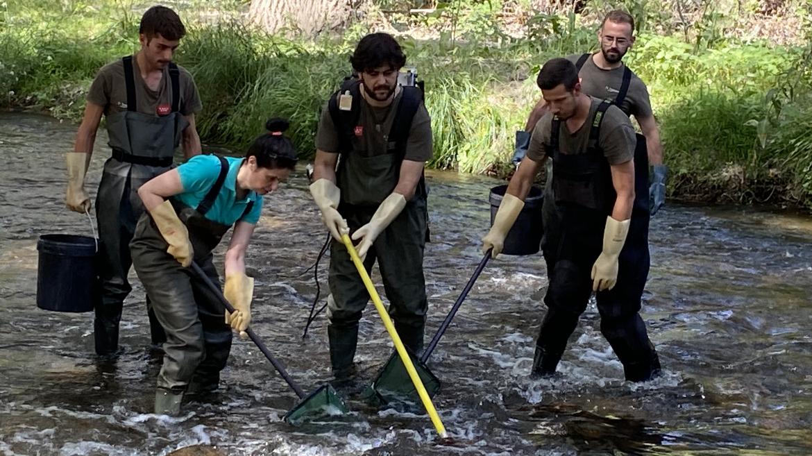 Imagen de cabecera #0 de la página de "La Comunidad de Madrid rescata cerca de 400 barbos comunes aislados en el arroyo de Valdezate"