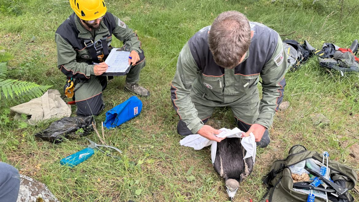 El Grupo de Intervenciones en Altura de los Agentes Forestales anillan crías de buitre negro
