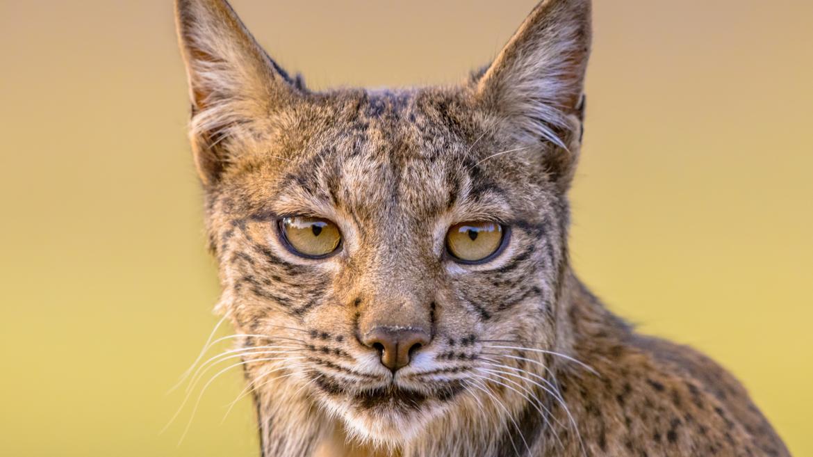 Lince Iberico