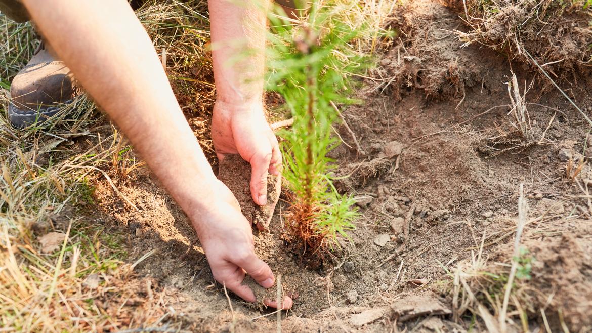 Una persona plantando un arbol