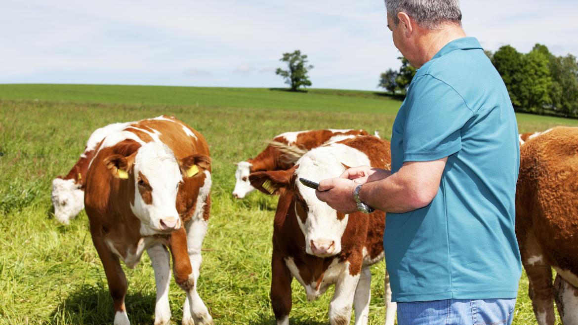 Ganadero con sus vacas