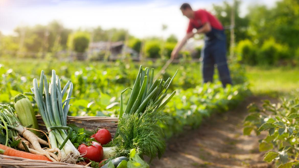 huerto agroecología Un hombre en un huerto