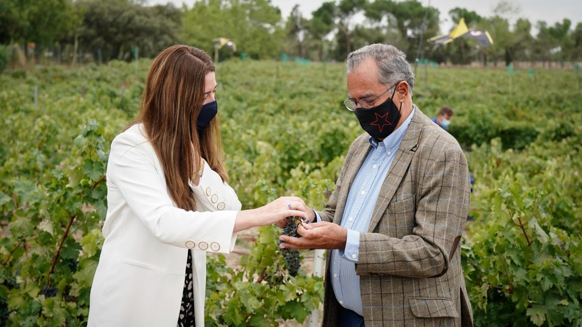 El consejero recibiendo un racimo de uvas en un campo de cosecha