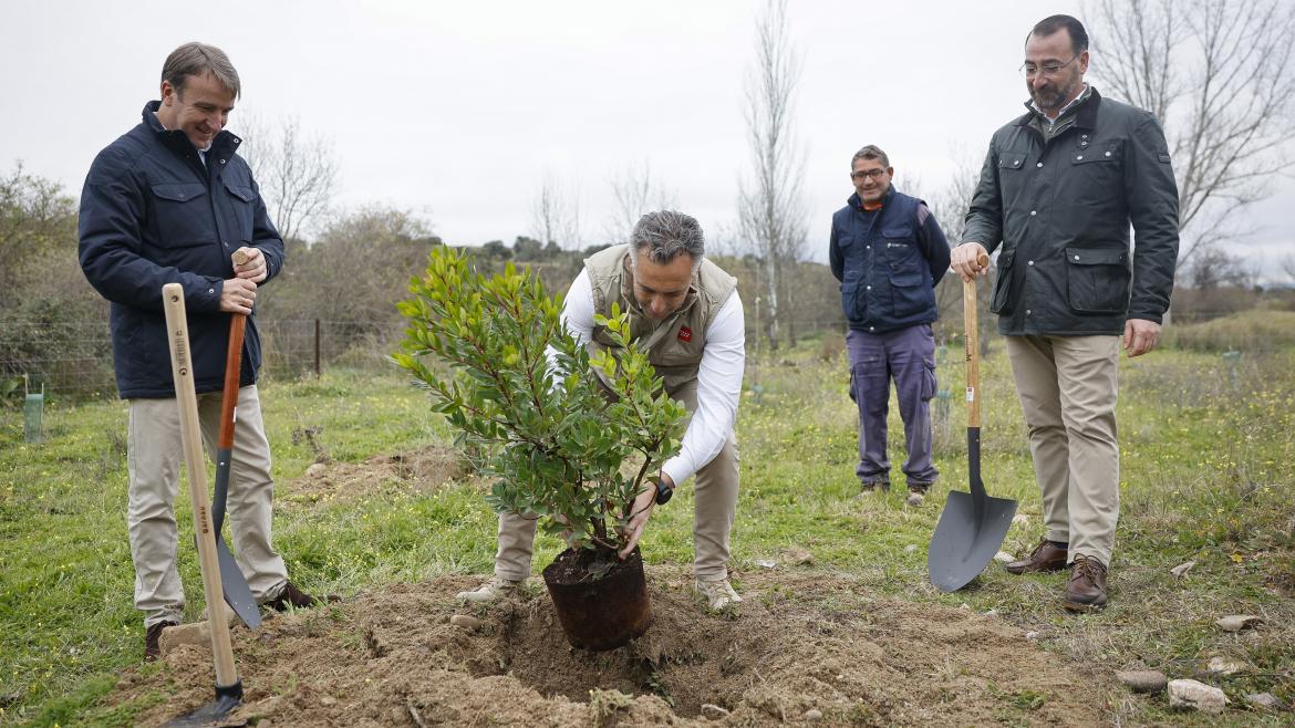 Imagen del artículo La Comunidad de Madrid planta el árbol 150.000 del corredor medioambiental Arco Verde