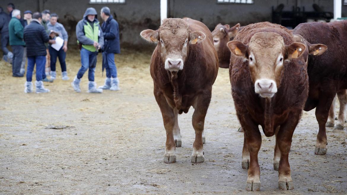 We promoted the first national online auction of Limousin cattle in 2021 | Madrid's community We promoted the first national online auction of Limousin cattle in 2021 | Madrid's community