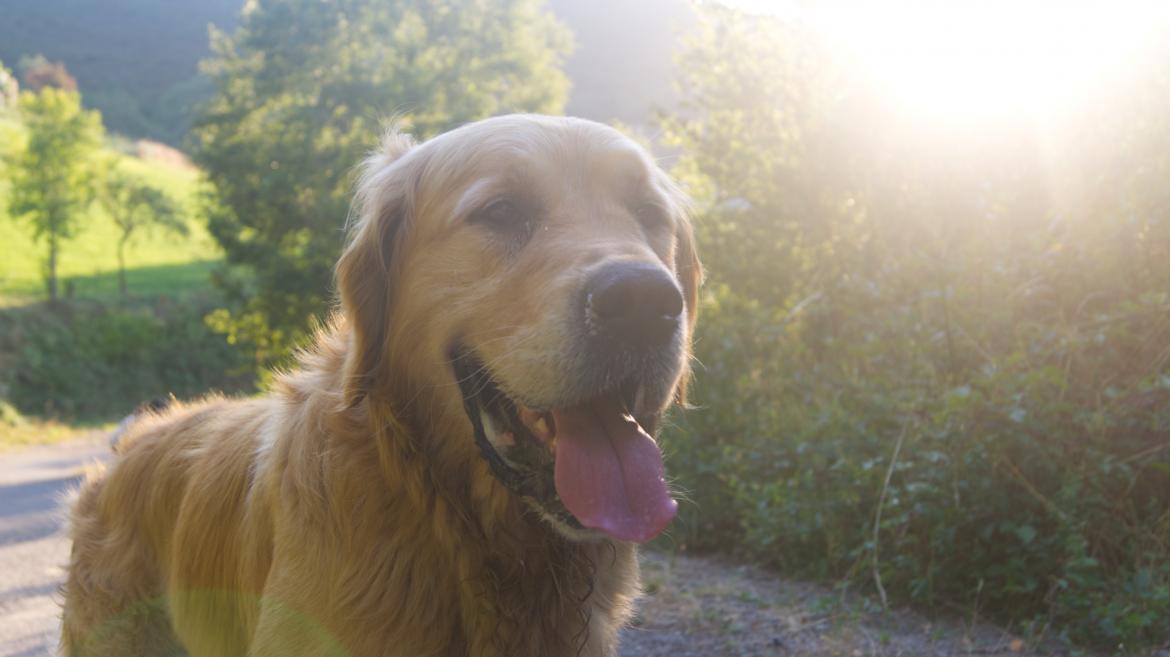 Aprobamos ayudas por 2 millones de euros para fomentar la protección de los animales de compañía