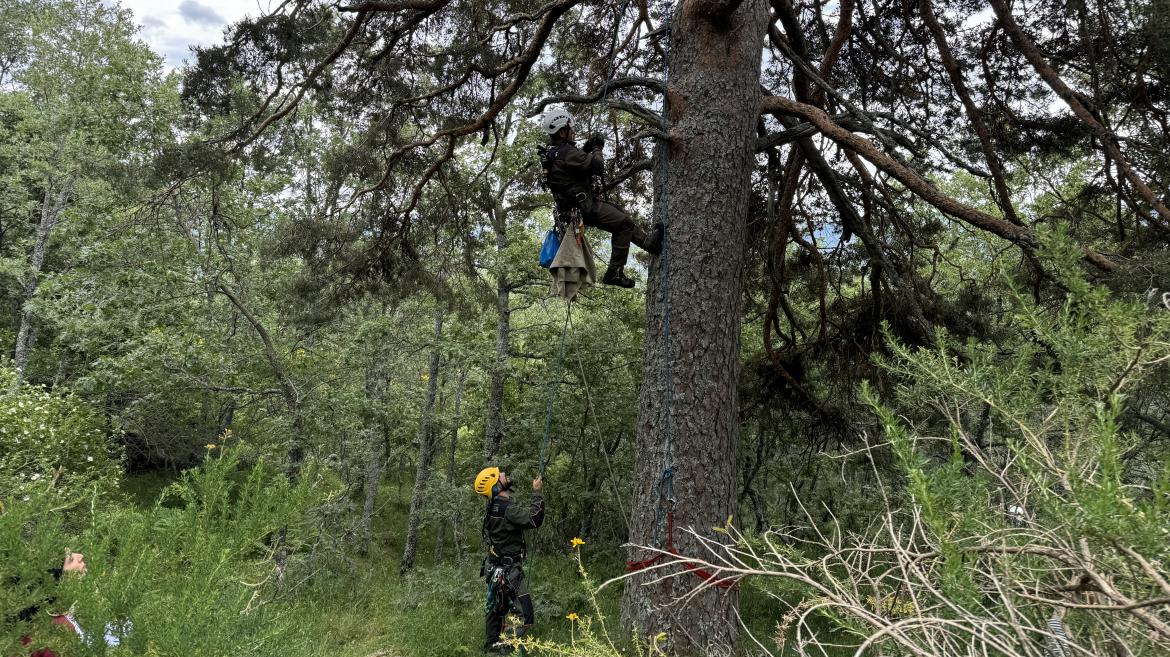 Agentes Forestales protegiendo aves