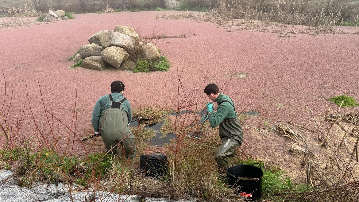 Imagen del artículo La Comunidad de Madrid preserva el hábitat de reproducción de los anfibios con la retirada de plantas exóticas invasoras