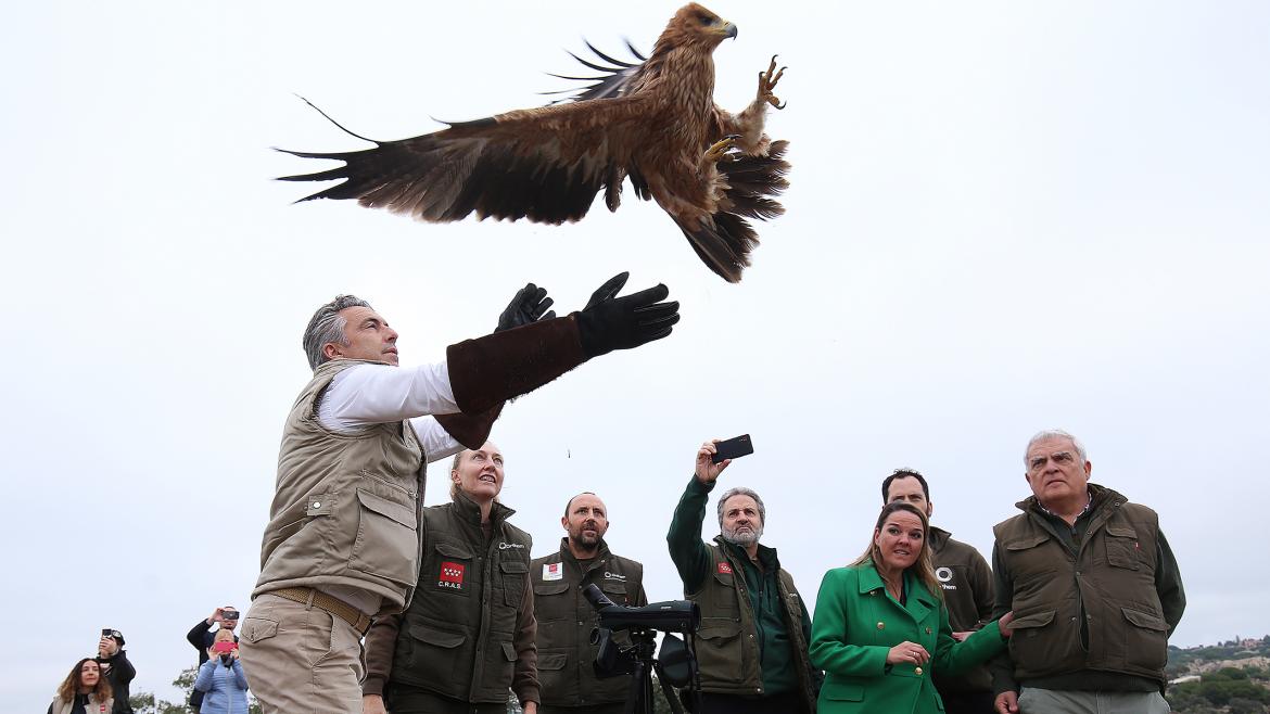 Imagen del artículo La Comunidad de Madrid cuadriplica la población de águila imperial ibérica con 90 parejas reproductoras