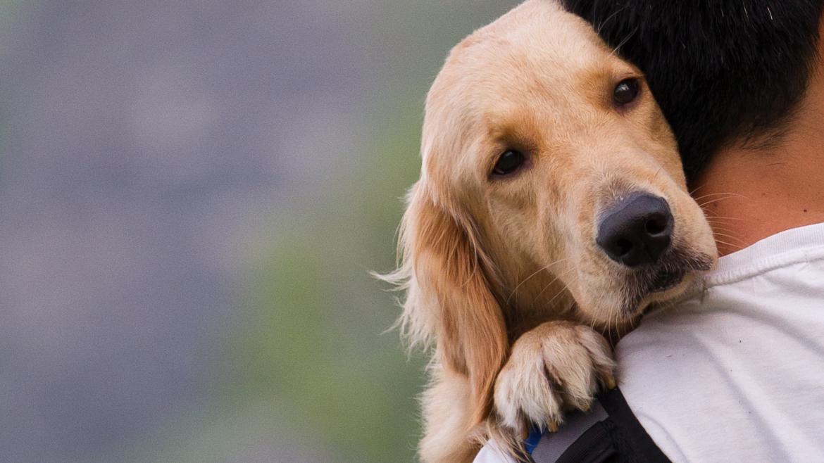 Protección animal