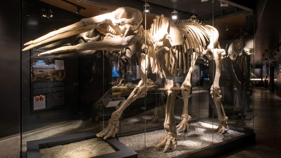 Imagen del artículo El Museo Arqueológico y Paleontológico de la Comunidad exhibirá la réplica de un dinosaurio de 6 metros en la feria Madrid es Ciencia