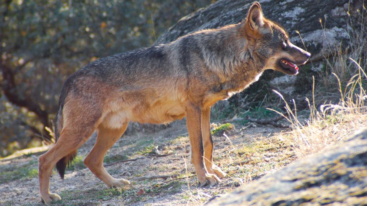 Lobo ibérico
