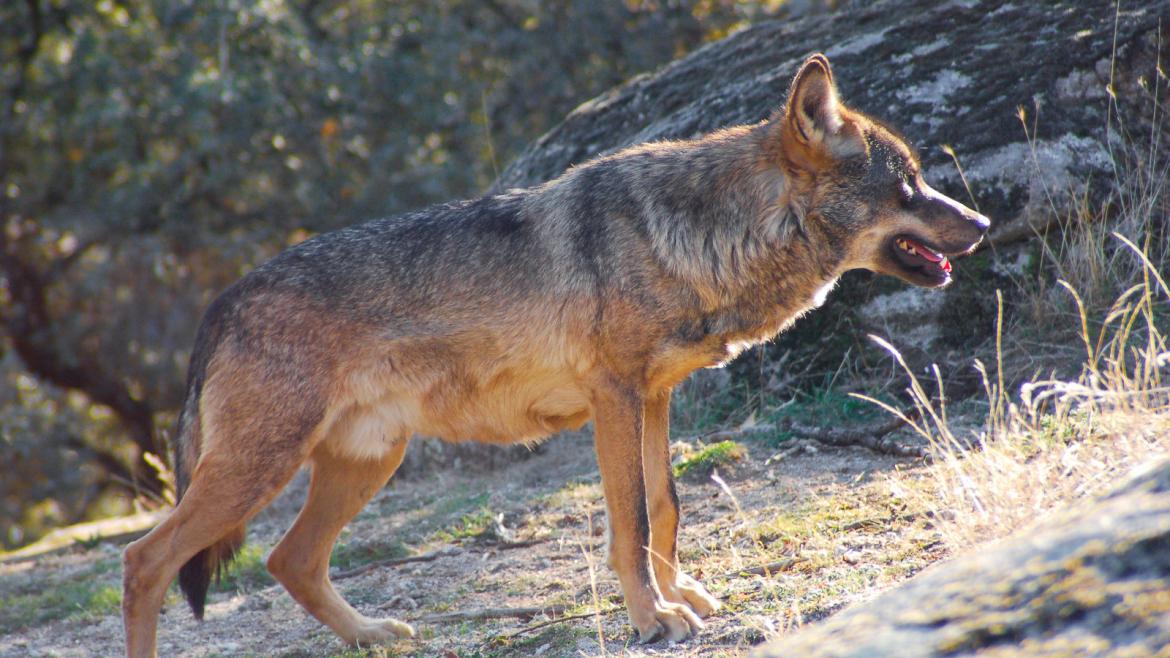 Lobo ibérico
