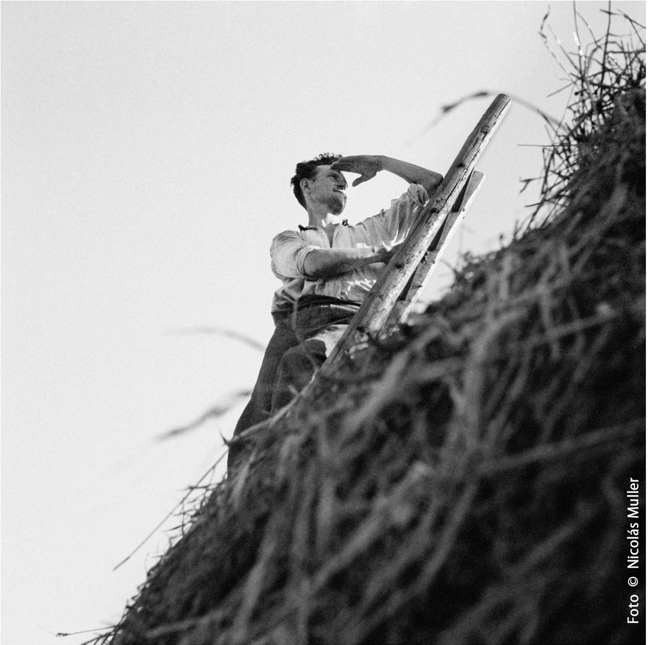 Labrador durante la trilla 1935​  