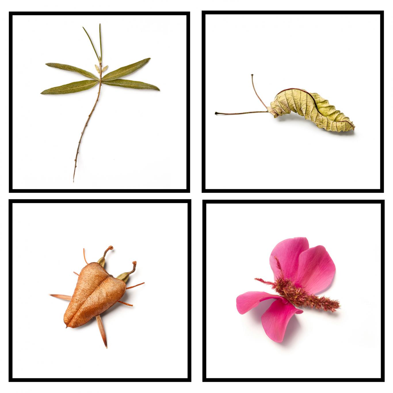Collage con insectos de colores