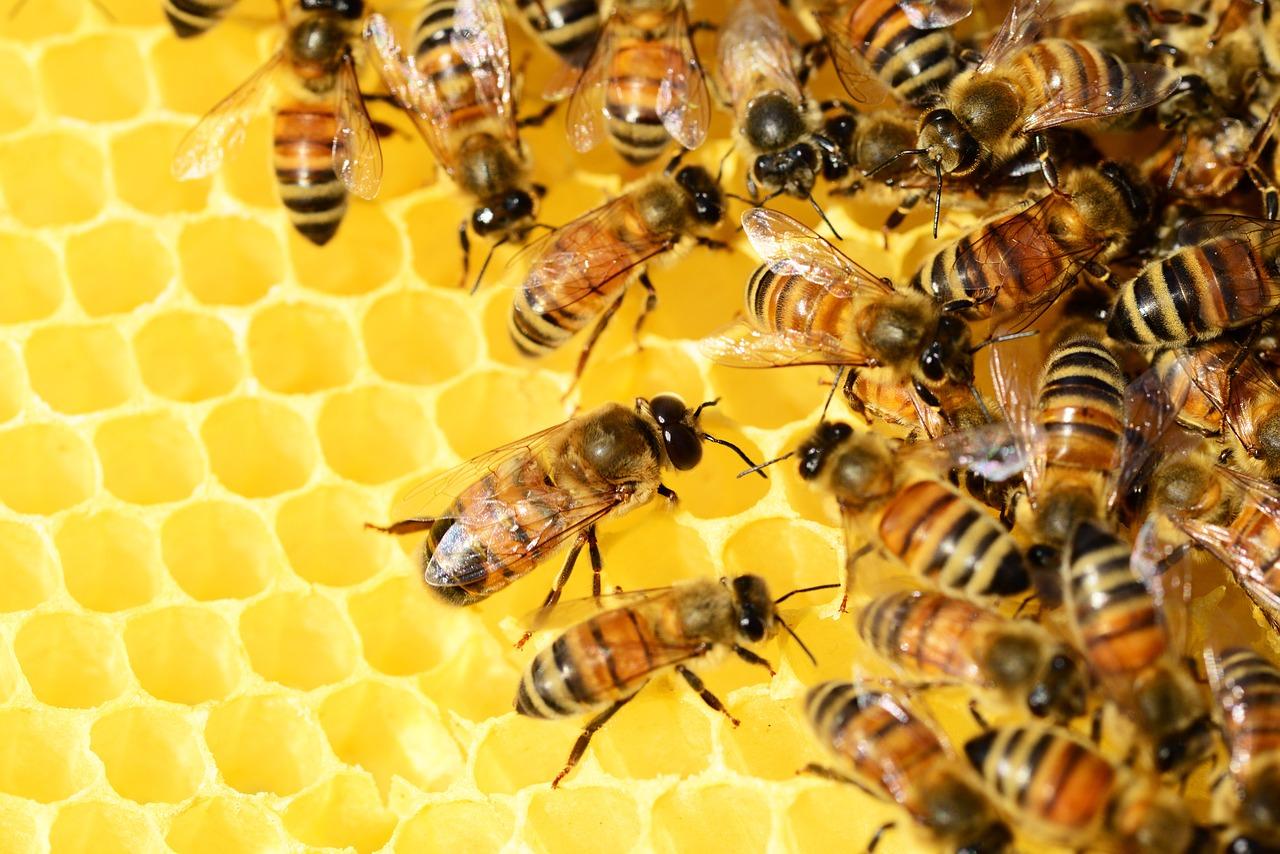 Panel de abejas