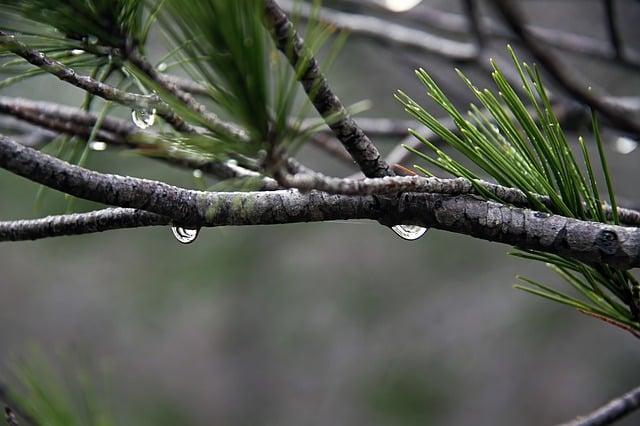 rama de pino con gotas de agua