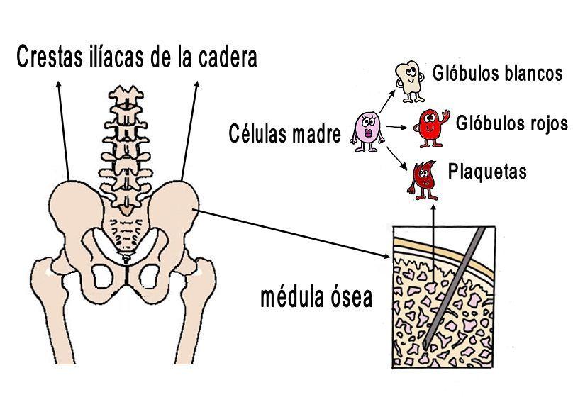 Ilustración de los huesos de la cadera, médula ósea y células sanguíneas