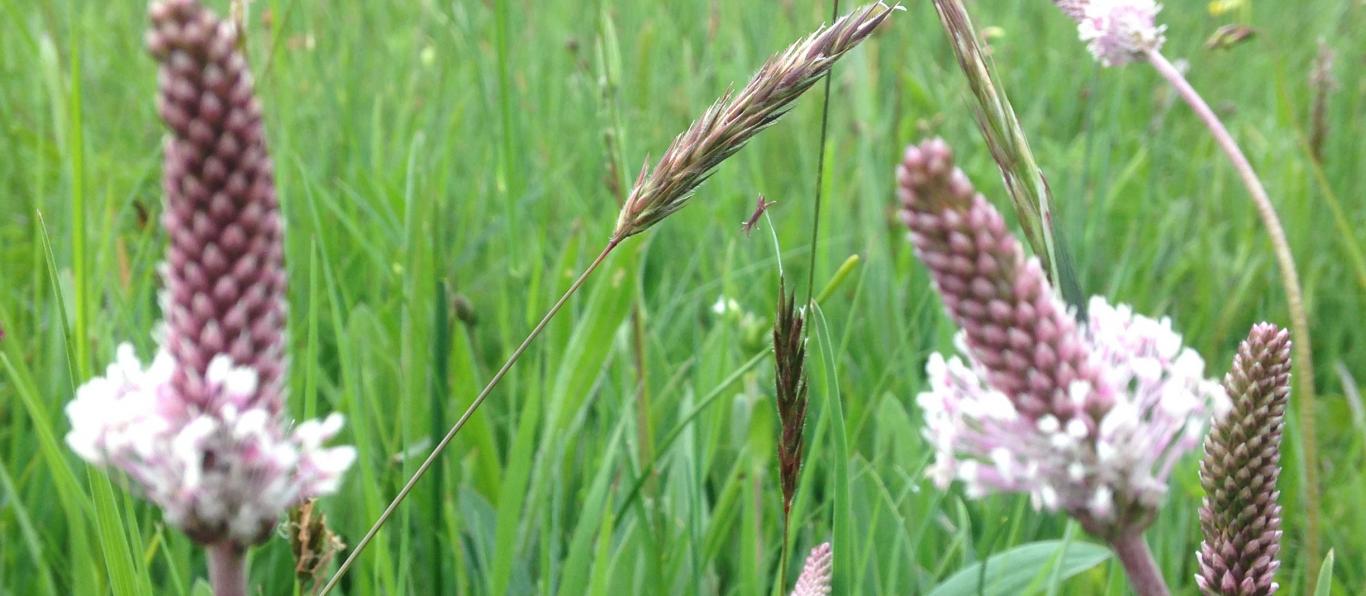 foto de campo de plantago con flores de gramíneas