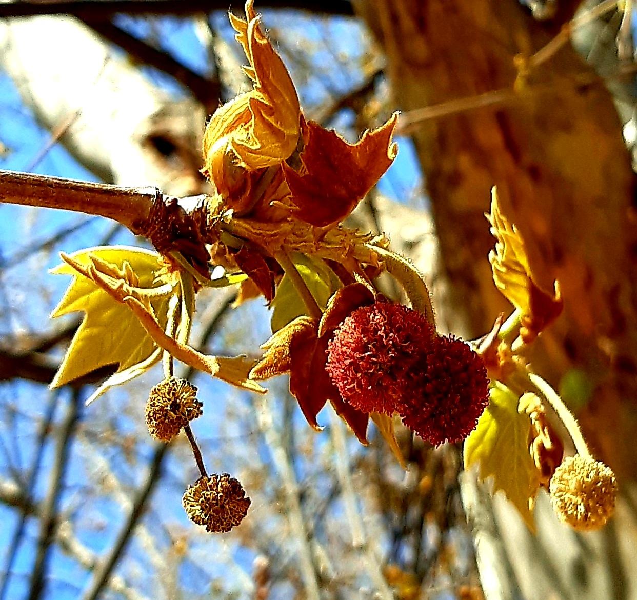 Flores del plátano de sombra