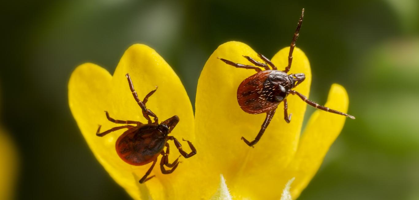Dos garrapatas en una flor amarilla y fondo verde