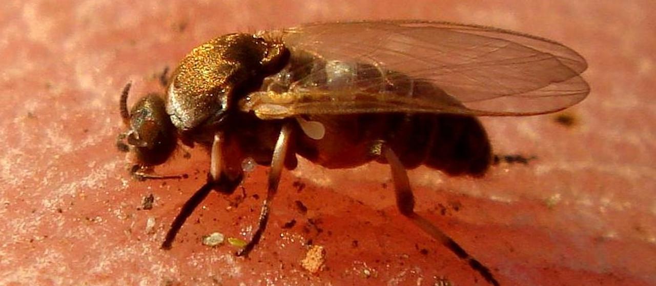 Primer plano de una mosca negra sobre la piel