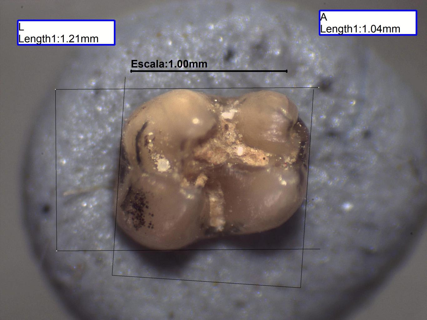 Image of lower second molar of Megacricetodon collongensis