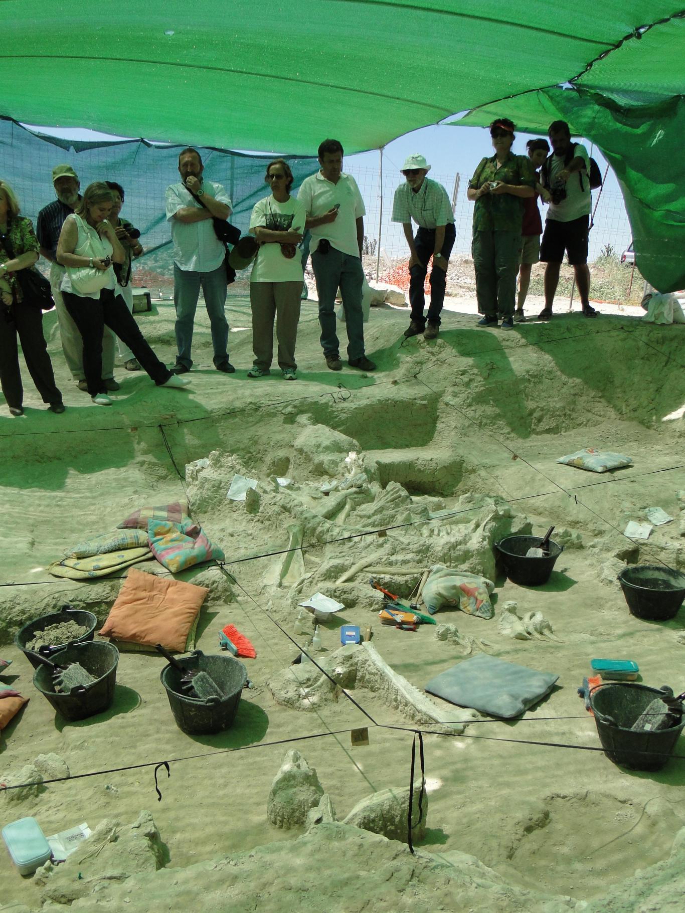 Imagen de Concentración de restos de grandes mamíferos durante la excavación del yacimiento Batallones 10 en el verano de 2010
