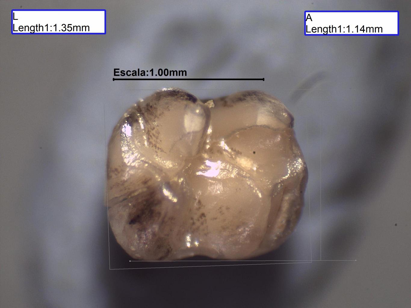 Foto del Segundo molar inferior de Megacricetodon collongensis