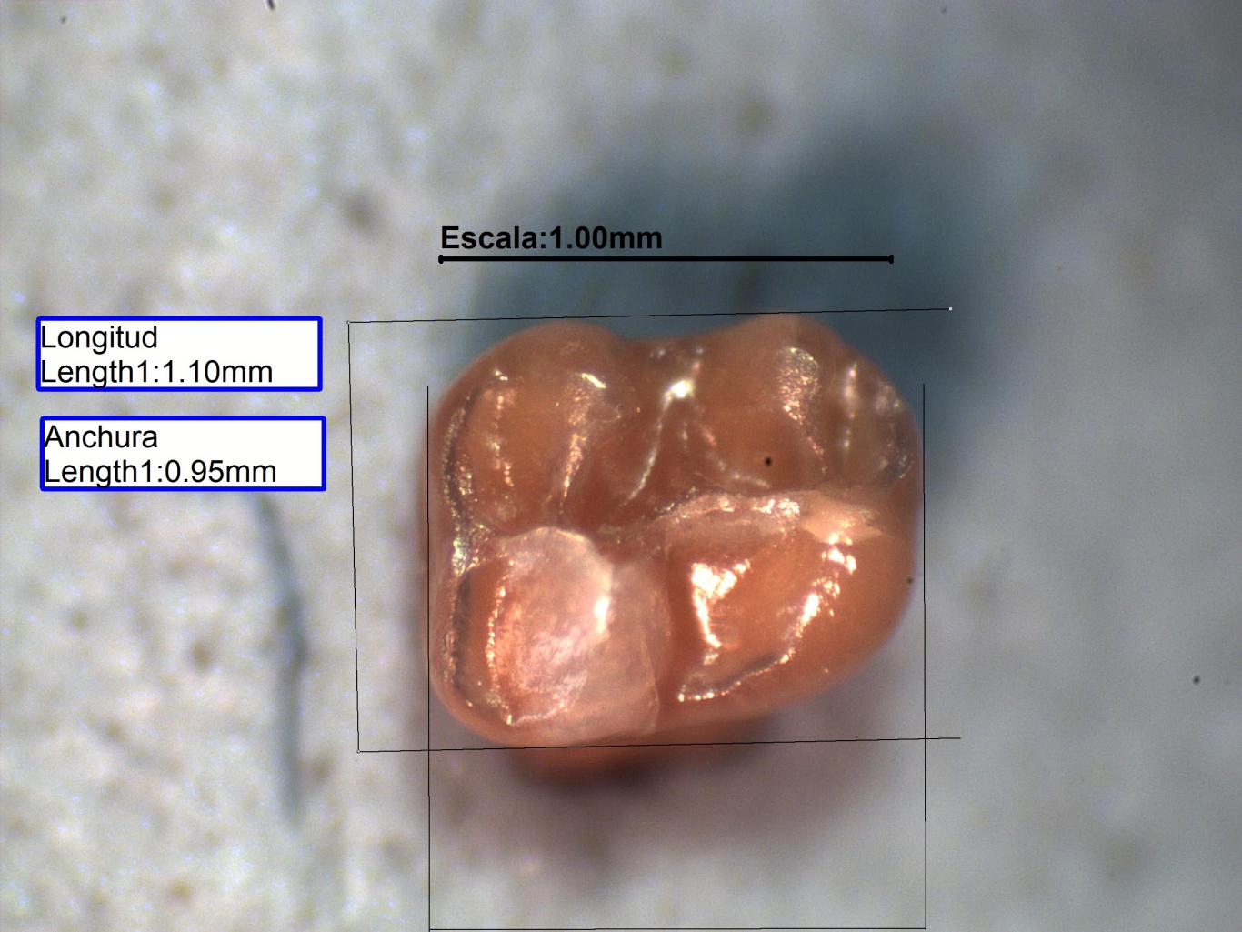 Imagen de pieza dental de Megacricetodon