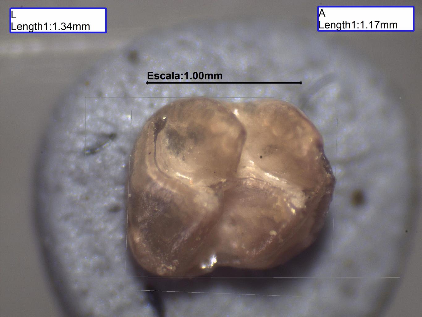 Imagen del segundo molar superior de Megacricetodon collongensis