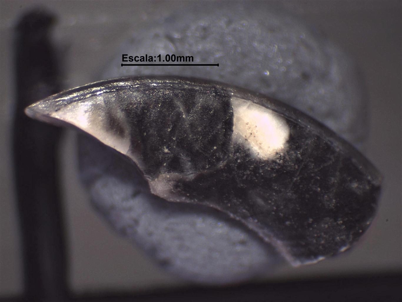 Rodent incisor image