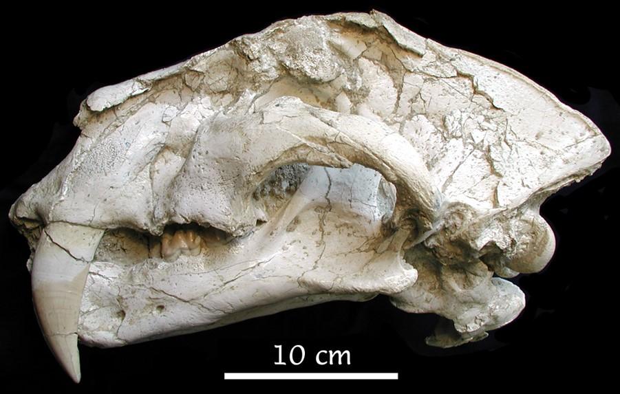 Imagen del cráneo con la mandíbula articulada de Machairodus aphanistus tigre dientes de sable procedente del yacimiento Batallones 1