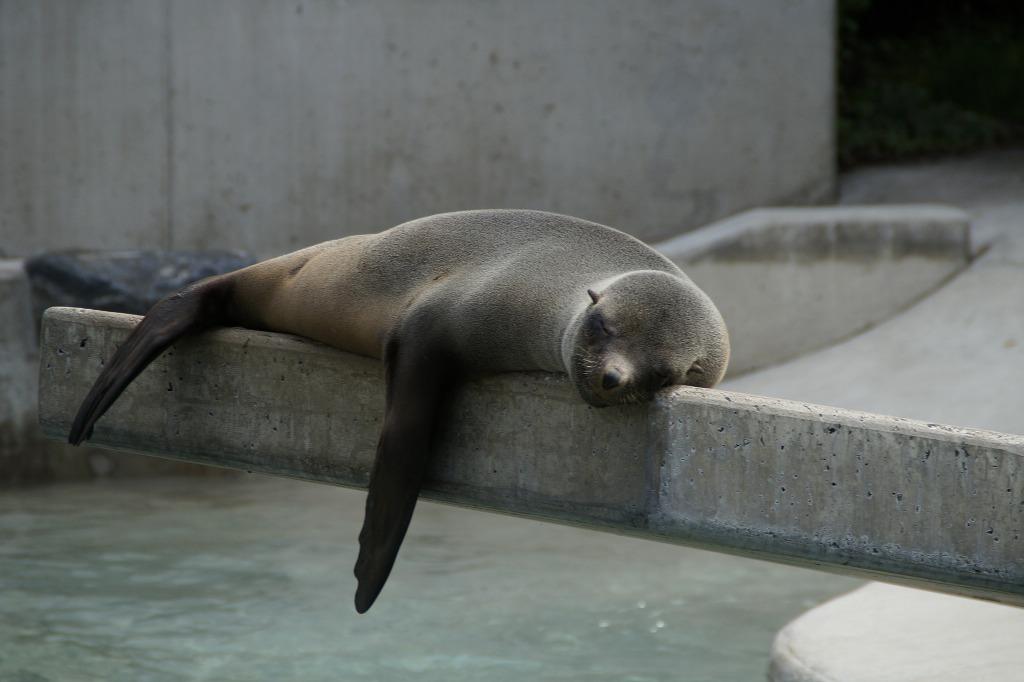 foca tumbada en el borde de una piscina