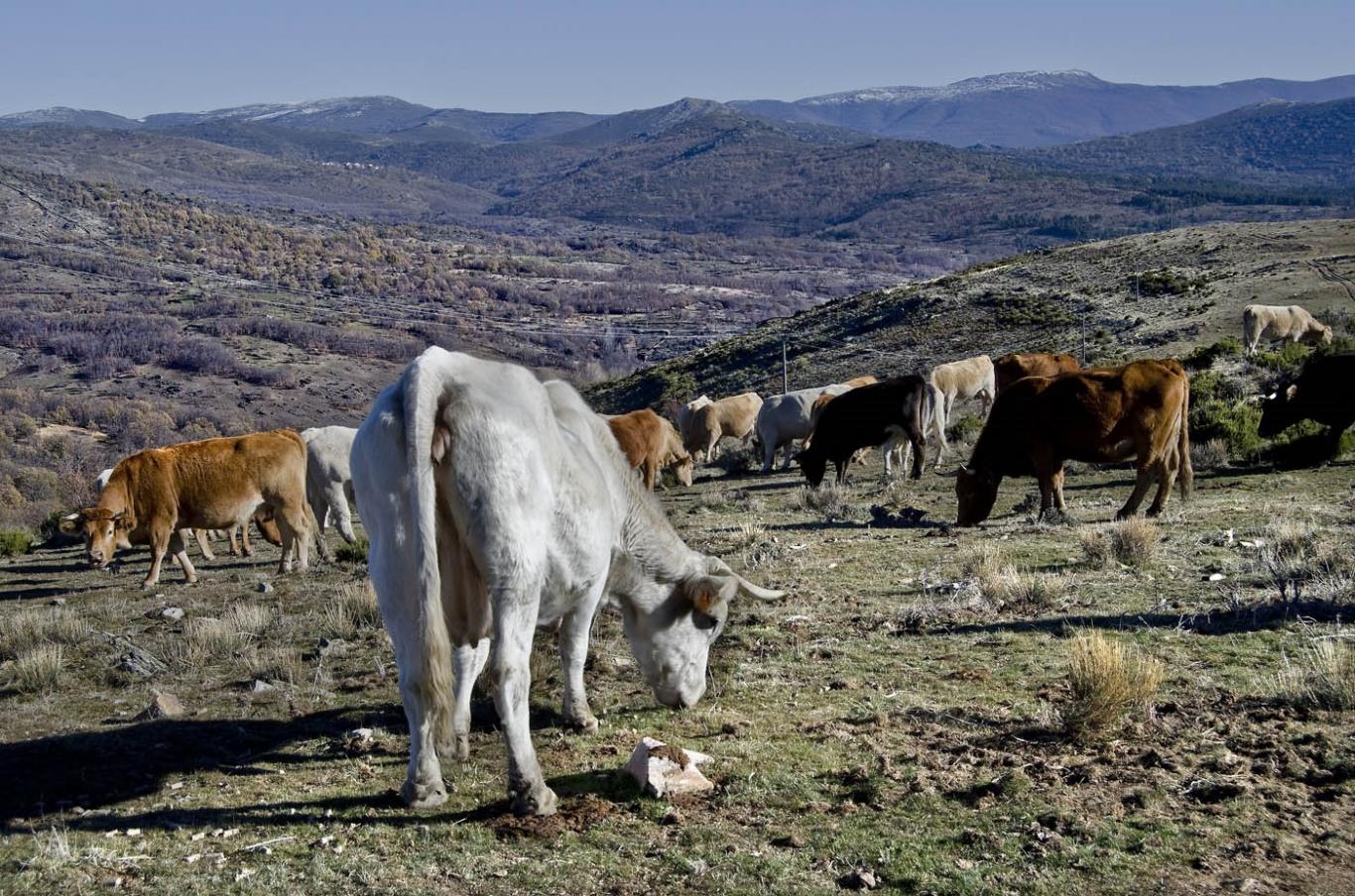 Ganadería Sierra Norte inmaterial