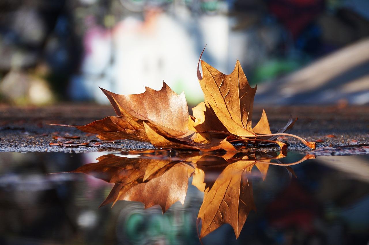 Hoja caída sobre un charco en otoño 