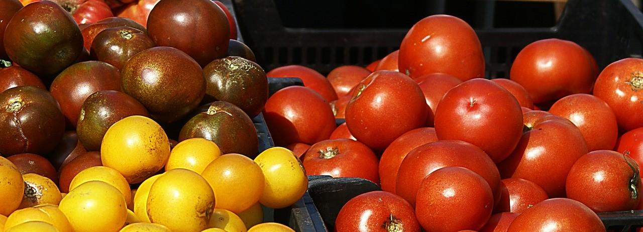 Tomates rojos negros amarillos