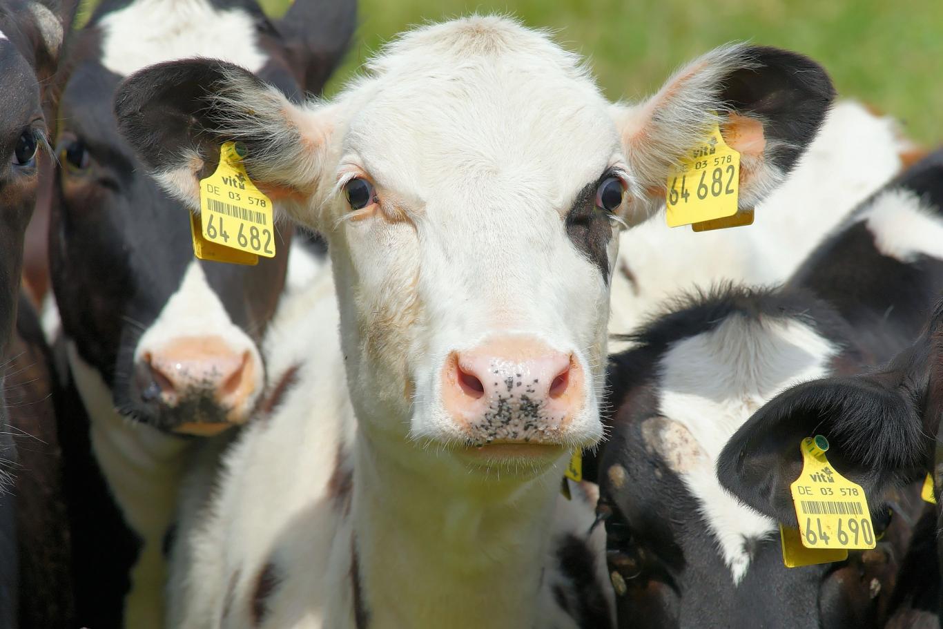 Vacas vivas mirando hacia la cámara e identificadas con crotales