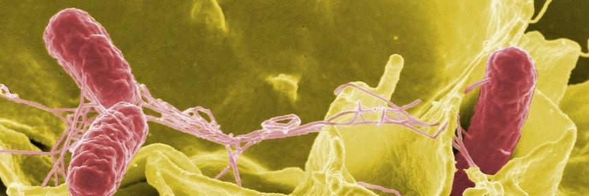 Vista microscópica de Salmonella