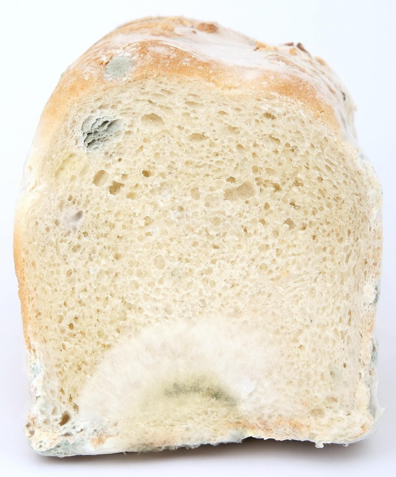 Corte de pan con moho