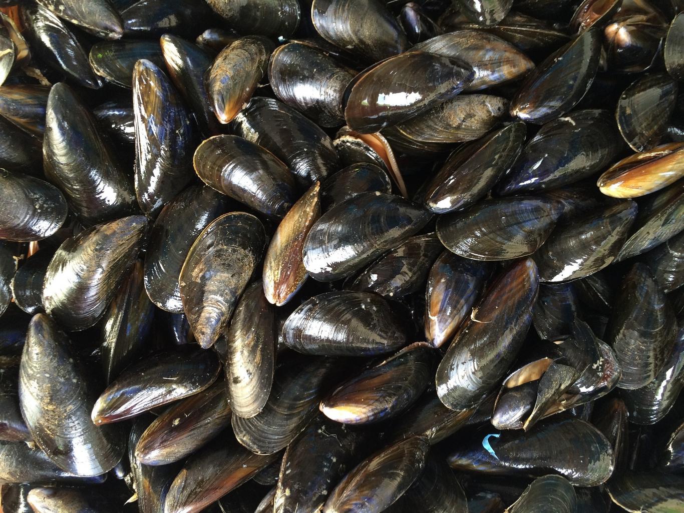 Mejillones