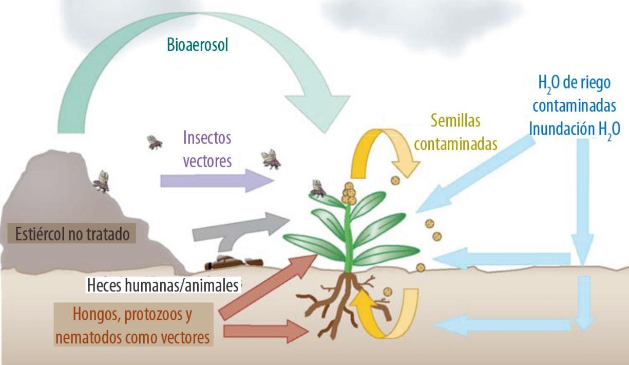 Rutas de contaminación de patógenos en los cultivos en el campo