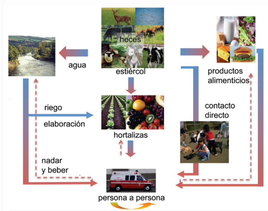 Ciclo de transmisión de la STEC