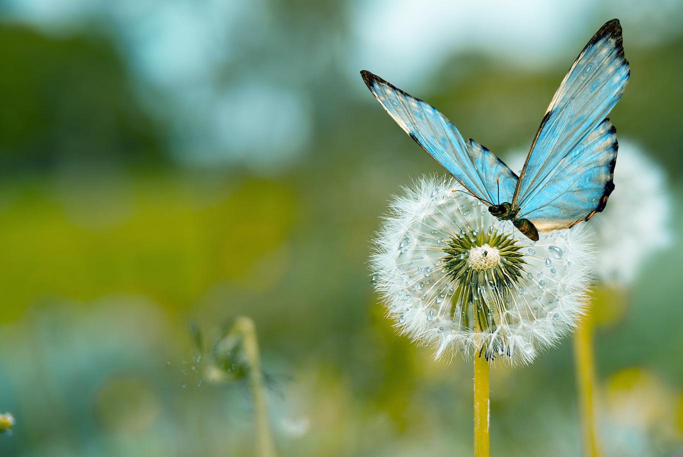 Mariposa azul posada en flor de diente de león
