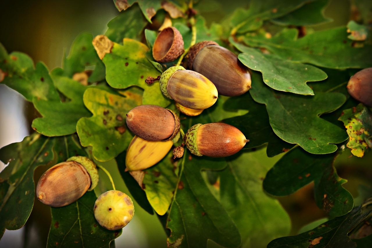 Bellotas en árbol