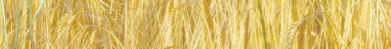 Wheat field