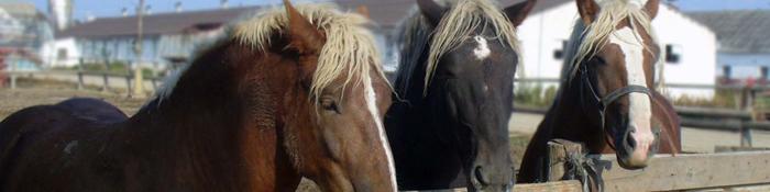 Image of horses in an equine farm